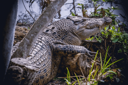 Everglades Tour – Fun alligator gifts