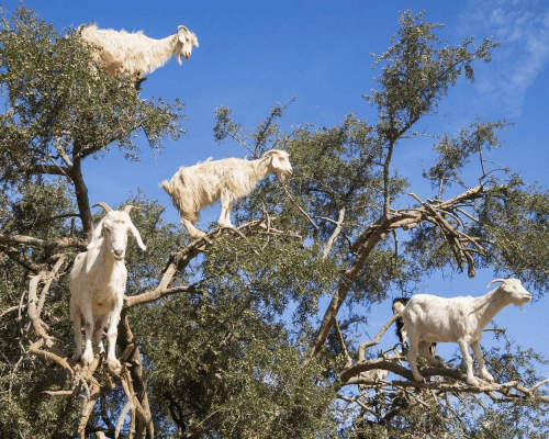 Jigsaw Puzzle – Goat lover gifts