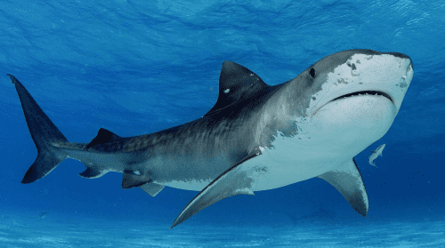 Shark Diving Experience – Best shark gifts