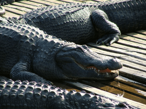 Trip to Gatorland – Best gifts for alligator lovers