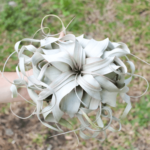Xerographica Air Plant – Gifts beginning with X for plant lovers