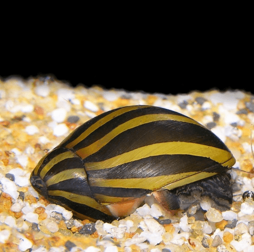 Zebra Snails – Presents that start with Z for the aquarium