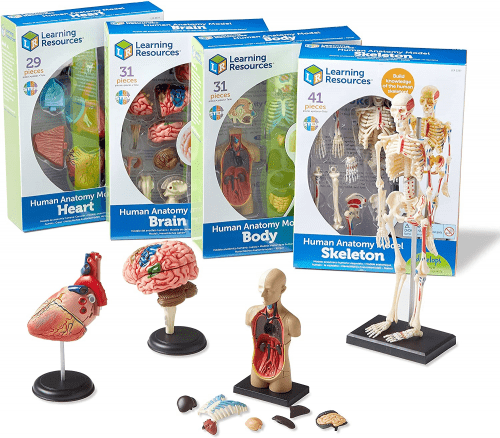 Medical Anatomy Models – Gift ideas for surgeons
