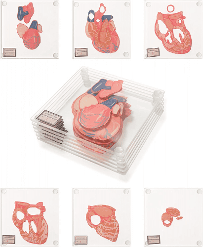 Anatomic Heart Coasters – Gift for a heart surgeon