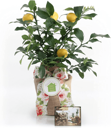 Lemon Tree – Lemon gifts for those with a green thumb