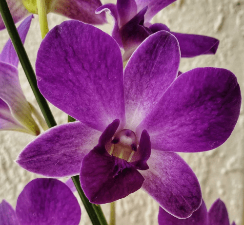 Live Orchids – Purple gifts for flower lovers