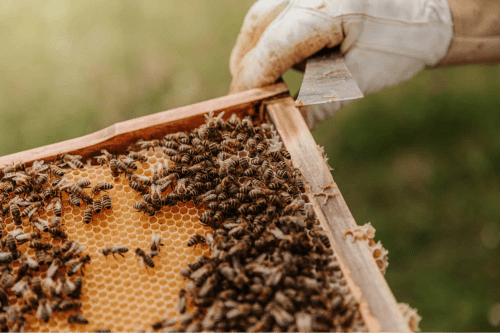 Online Beekeeping Class – Best gifts for beekeepers
