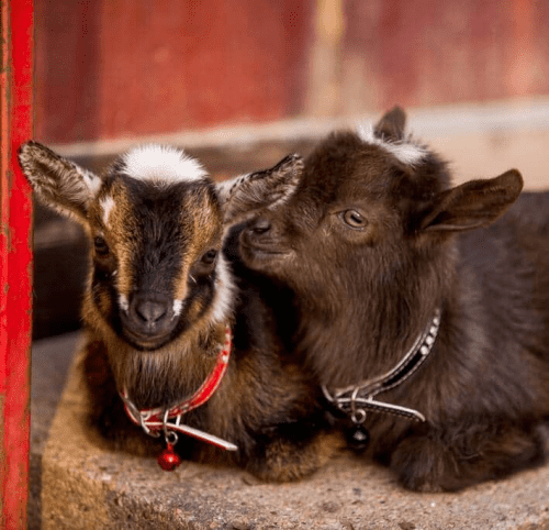Stay in a Goatel – Goat vacation