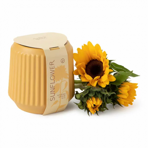Sunflower Grow Kit – Yellow sunflower gift ideas