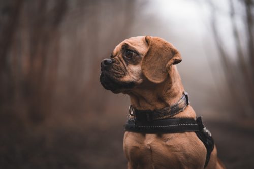 9 Gifts for Puggle Lovers That Will Have Them Wagging Their Tails in Delight