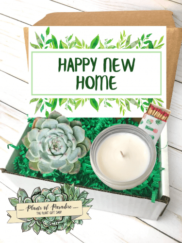 Succulent Gift Box – Thoughtful welcome to the neighborhood gifts