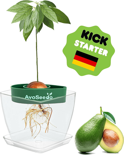 Avocado Growing Kit – Guacamole gifts for fresh ingredients at home